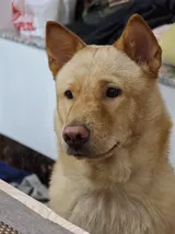 浅棕色狗狗正面看向镜头