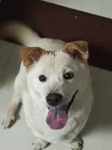 白色狗狗抬头看向镜头